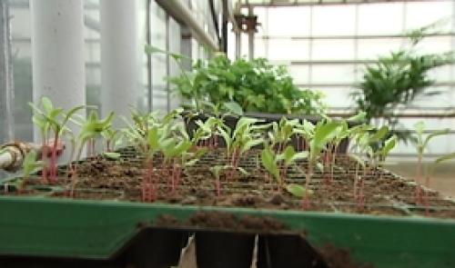 Journée portes ouvertes du service des plantations de Herstal.