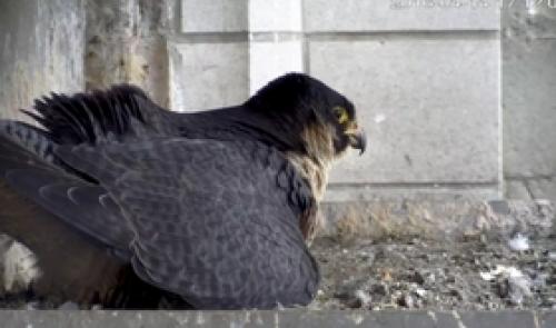 Des faucons pèlerins à Liège