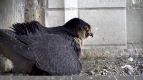 Des faucons pèlerins à Liège