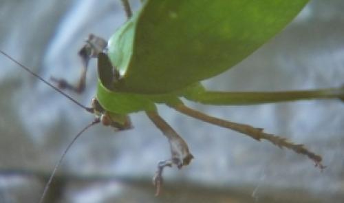 Hexapoda à Waremme: insectarium à découvrir de manière permanente