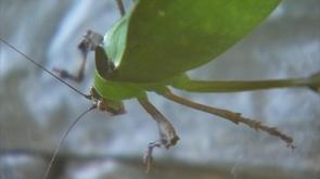 Hexapoda à Waremme: insectarium à découvrir de manière permanente