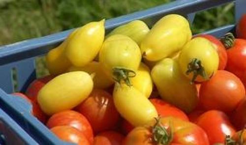 La tomate en fête à Fouron-Saint-Martin
