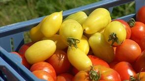 La tomate en fête à Fouron-Saint-Martin