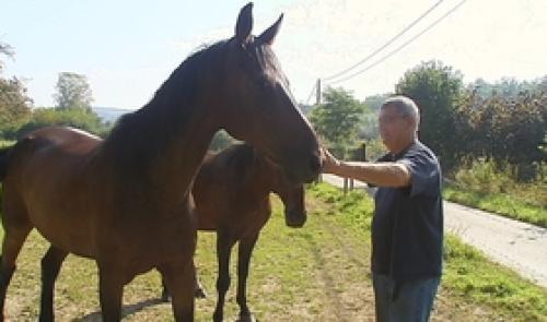 Les Amis des Chevaux et Bovins du Marais: portes ouvertes et agrandissement