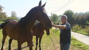 Les Amis des Chevaux et Bovins du Marais: portes ouvertes et agrandissement