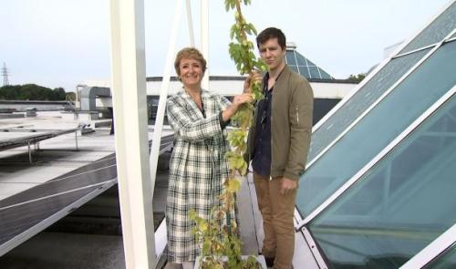 Innovation: du houblon sur le toit de Belle-île