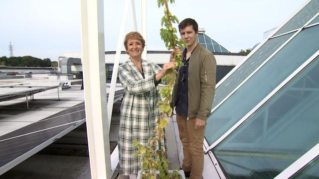 Innovation: du houblon sur le toit de Belle-île