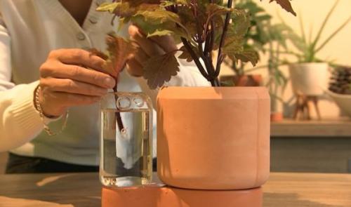 Innovation liégeoise dans le bouturage 