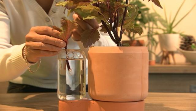 Innovation liégeoise dans le bouturage 