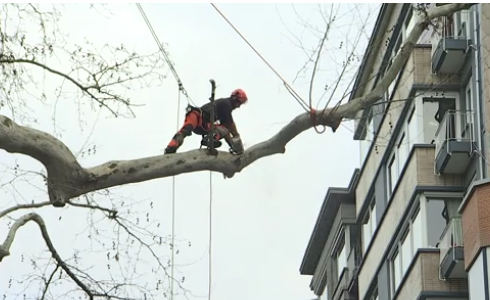 Jardin Botanique : un très vieil arbre malade