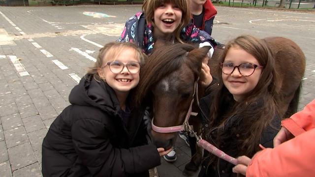 Journée riche en émotions avec 2 poneys pour les élèves de primaires de l'Athénée de Huy