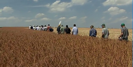 des agriculteurs au milieu d'un champ à  Horion Hozémont