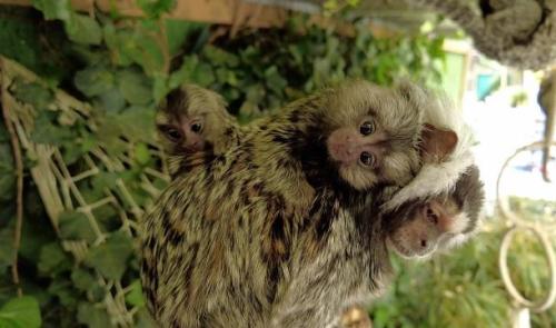 Jumeaux ouistitis : double naissance à Huy
