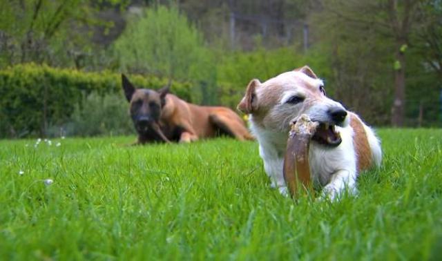 Kanpaw : plaisirs gustatifs pour la gente canine