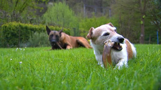 Kanpaw : plaisirs gustatifs pour la gente canine