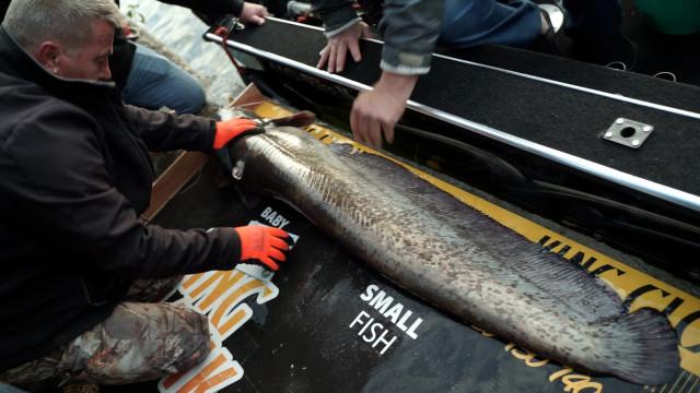 King Clonk, la seule compétition de pêche aux silures de Belgique