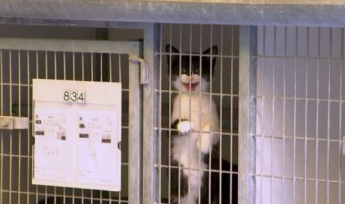 L'adoption des chats suspendue à la SRPA de Cointe