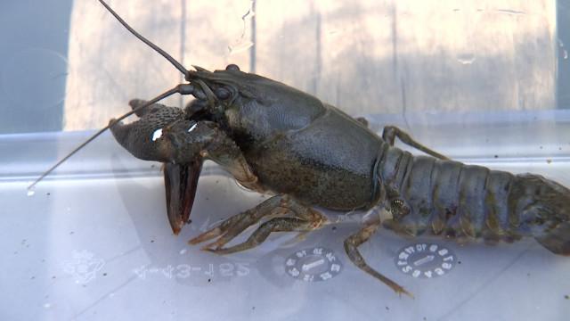 L'été de nos rivières: la sauvegarde des écrevisses à pattes rouges