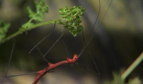 L'insectarium Hexapoda fait peau neuve et réouvre ses portes 