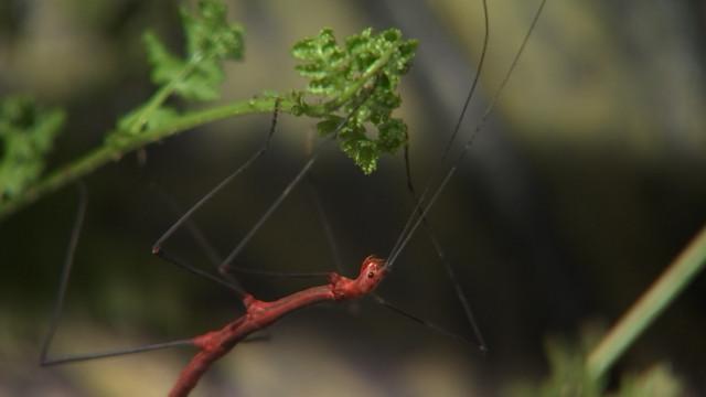 L'insectarium Hexapoda fait peau neuve et réouvre ses portes 