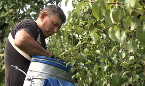 La belle arrière-saison profite aux arboriculteurs: on récolte sur tous les fronts