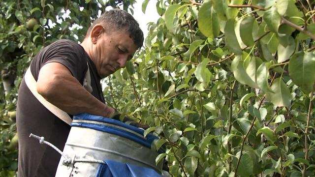 La belle arrière-saison profite aux arboriculteurs: on récolte sur tous les fronts
