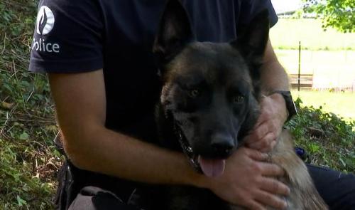 La brigade canine de Liège a engagé 4 nouvelles recrues provenant de la SRPA