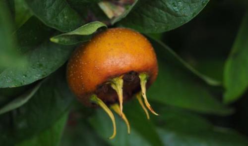 La commune d’Aywaille offre des arbres fruitiers 