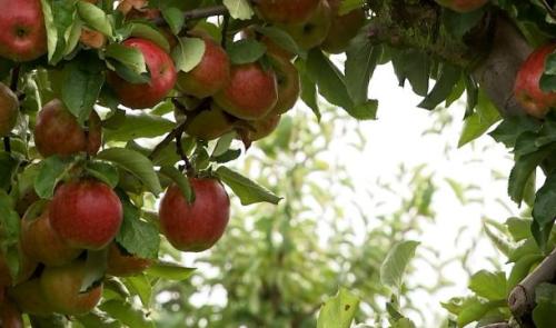 La cueillette de pommes ouverte au grand public à Cras-Avernas