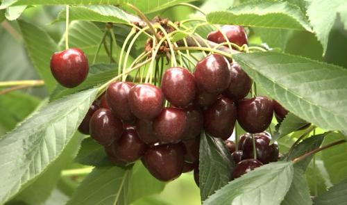 Berloz: La cueillette des cerises a démarré à la ferme des Hêtres