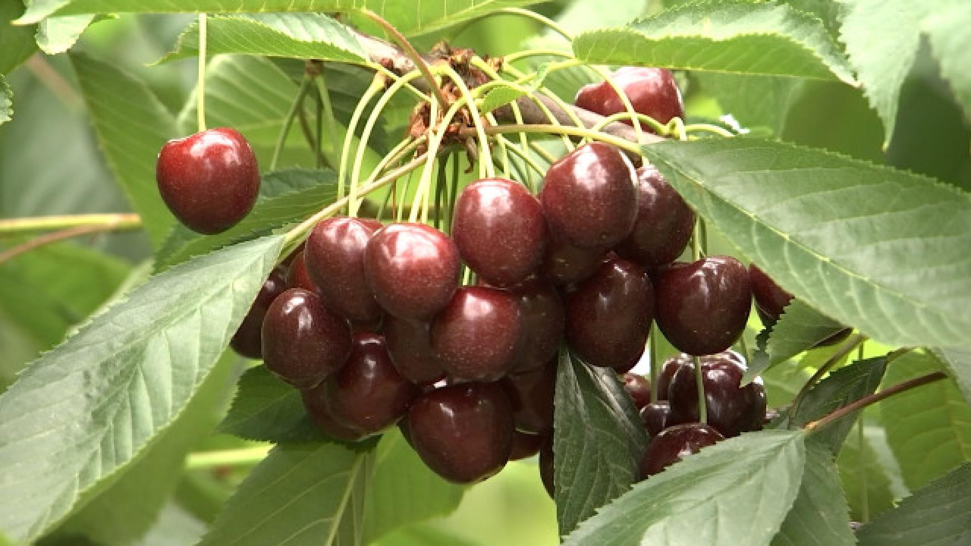 Berloz: La cueillette des cerises a démarré à la ferme des Hêtres