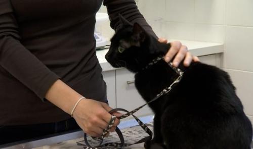 La Fondation Prince Laurent prend en charge les animaux des réfugiés ukrainiens