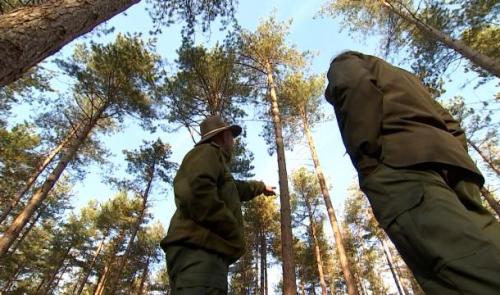 La forêt de demain sera plus diversifiée