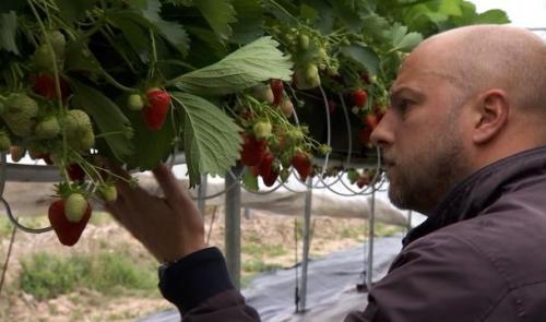 Les fraises se cultivent aussi à Dolembreux