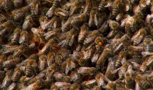 La production de miel impactée par les fortes pluies