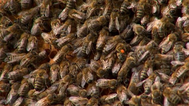 La production de miel impactée par les fortes pluies