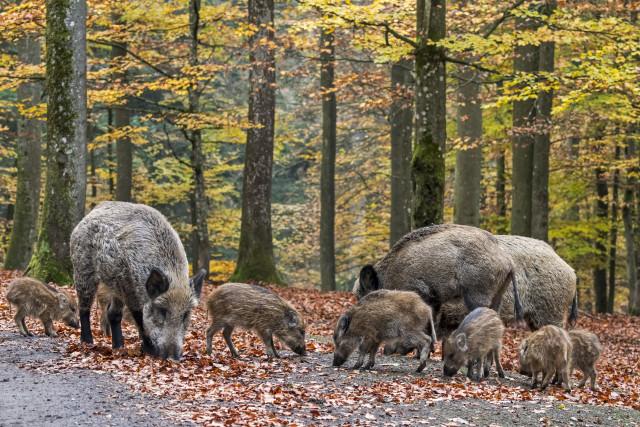 La région de Seraing envahie par les sangliers ! 