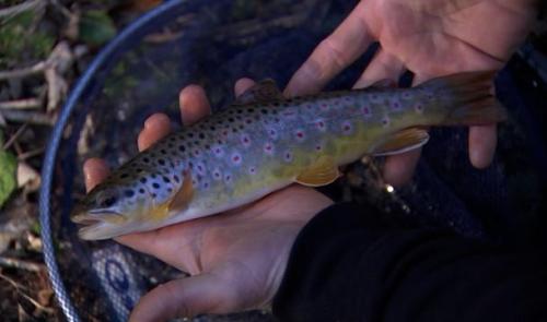 La saison de la pêche à la truite est lancée !