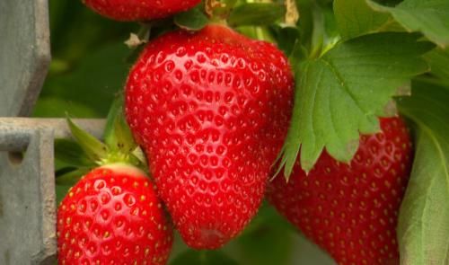 La saison des fraises a démarré en douceur