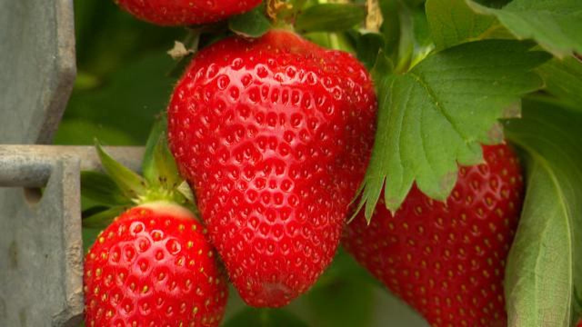 La saison des fraises a démarré en douceur