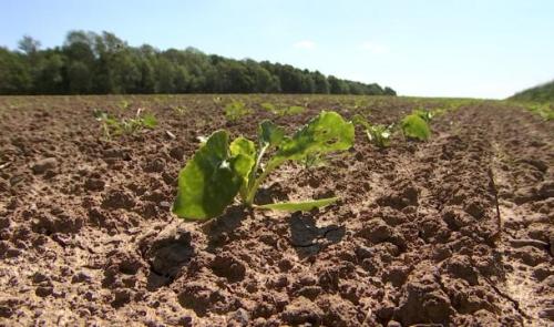 La sécheresse s'installe dans les campagnes 