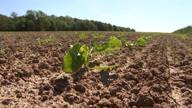 La sécheresse s'installe dans les campagnes 