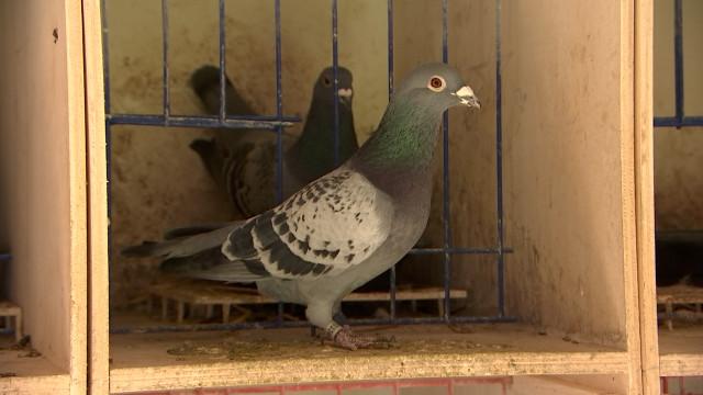 La société royale colombophile l'Epervier de Waremme a 140 ans, mais la relève n'est pas assurée