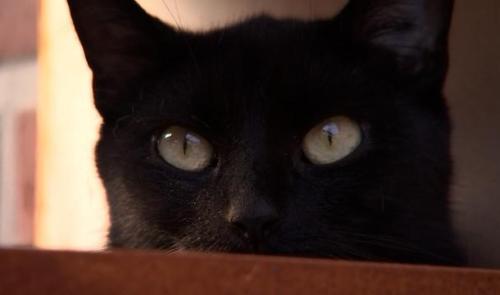 La SRPA de Liège est débordée de chats et de chiens