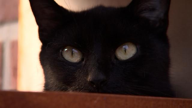 La SRPA de Liège est débordée de chats et de chiens