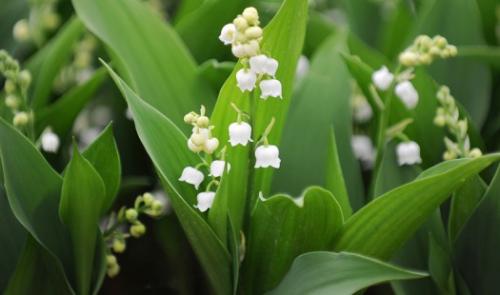 La tradition du muguet, c'est pour ce week-end