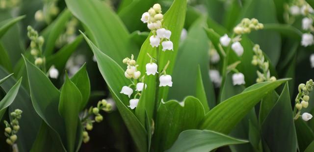 La tradition du muguet, c'est pour ce week-end
