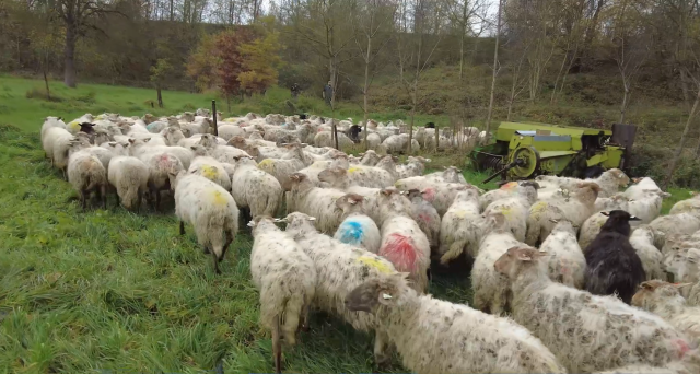 La transhumance, pour plus de biodiversité en Basse-Meuse