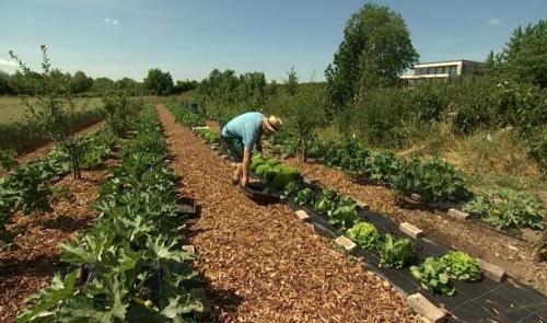 Lanaye: le potager d'un particulier prend de l'ampleur 