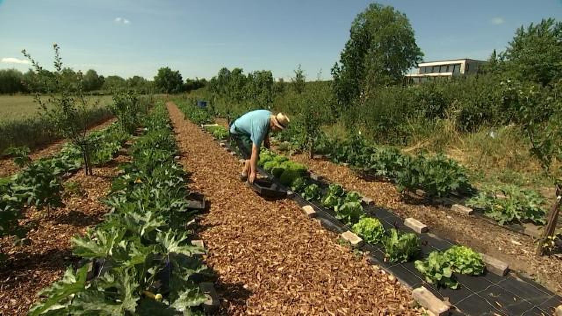 Lanaye: le potager d'un particulier prend de l'ampleur 
